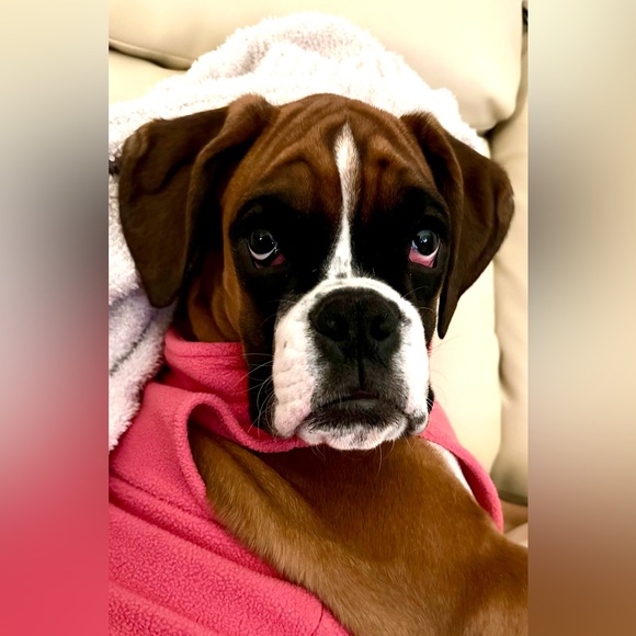 Gooby Zip Up Fleece - Pink - Size Large. - Picture 9 of 10